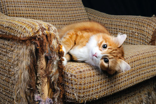 How to Stop Cats From Clawing the Couch